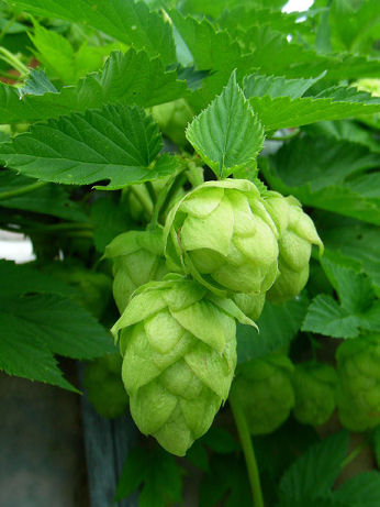 Hops
